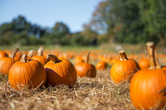 5 Herbs for the Autumn Equinox: Balance, Healing, and Spiritual Connection