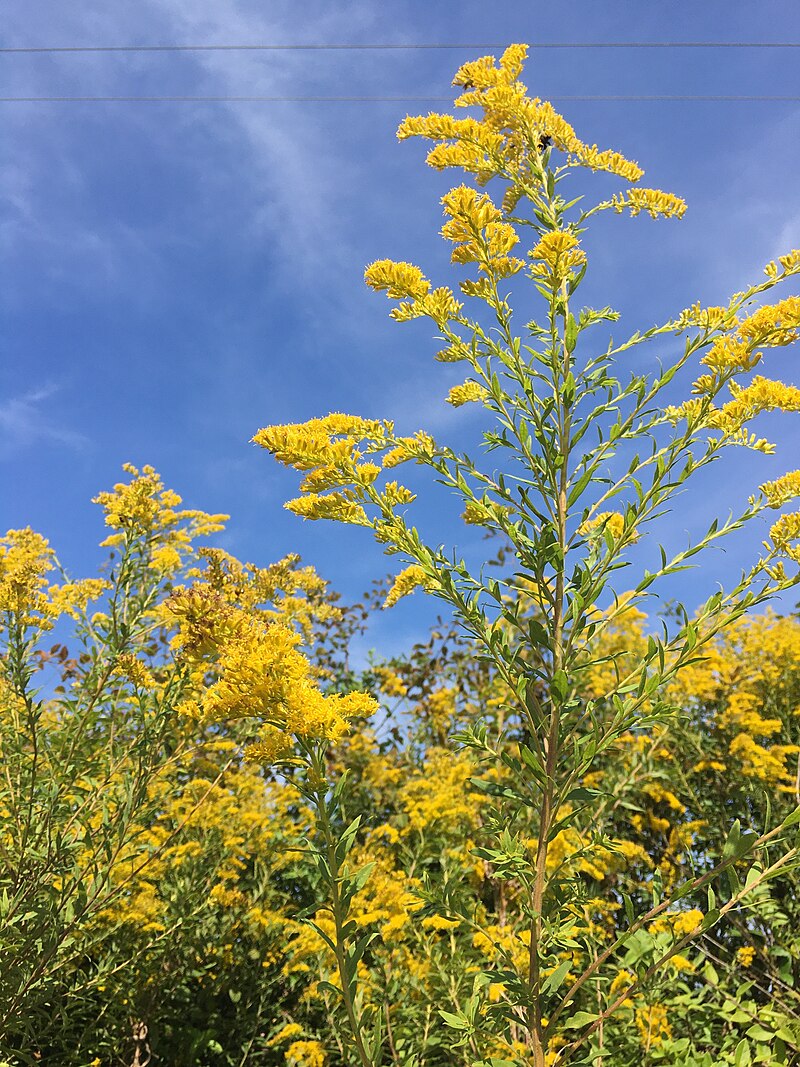 Goldenrod Benefits: Healing, Spiritual Uses, and Herbal Wisdom