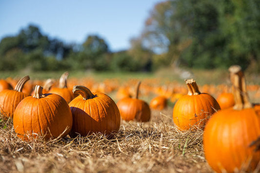 5 Herbs for the Autumn Equinox: Balance, Healing, and Spiritual Connection