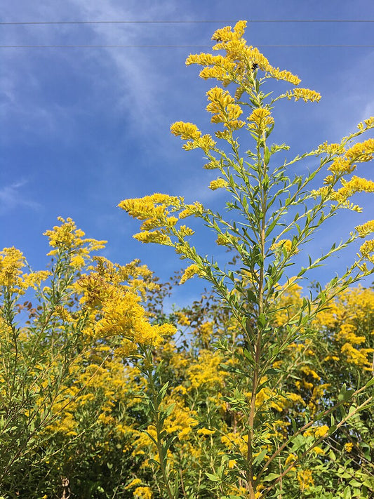 Goldenrod Benefits: Healing, Spiritual Uses, and Herbal Wisdom