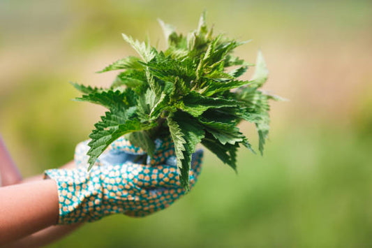 Stinging Nettles: From Sting to Strength